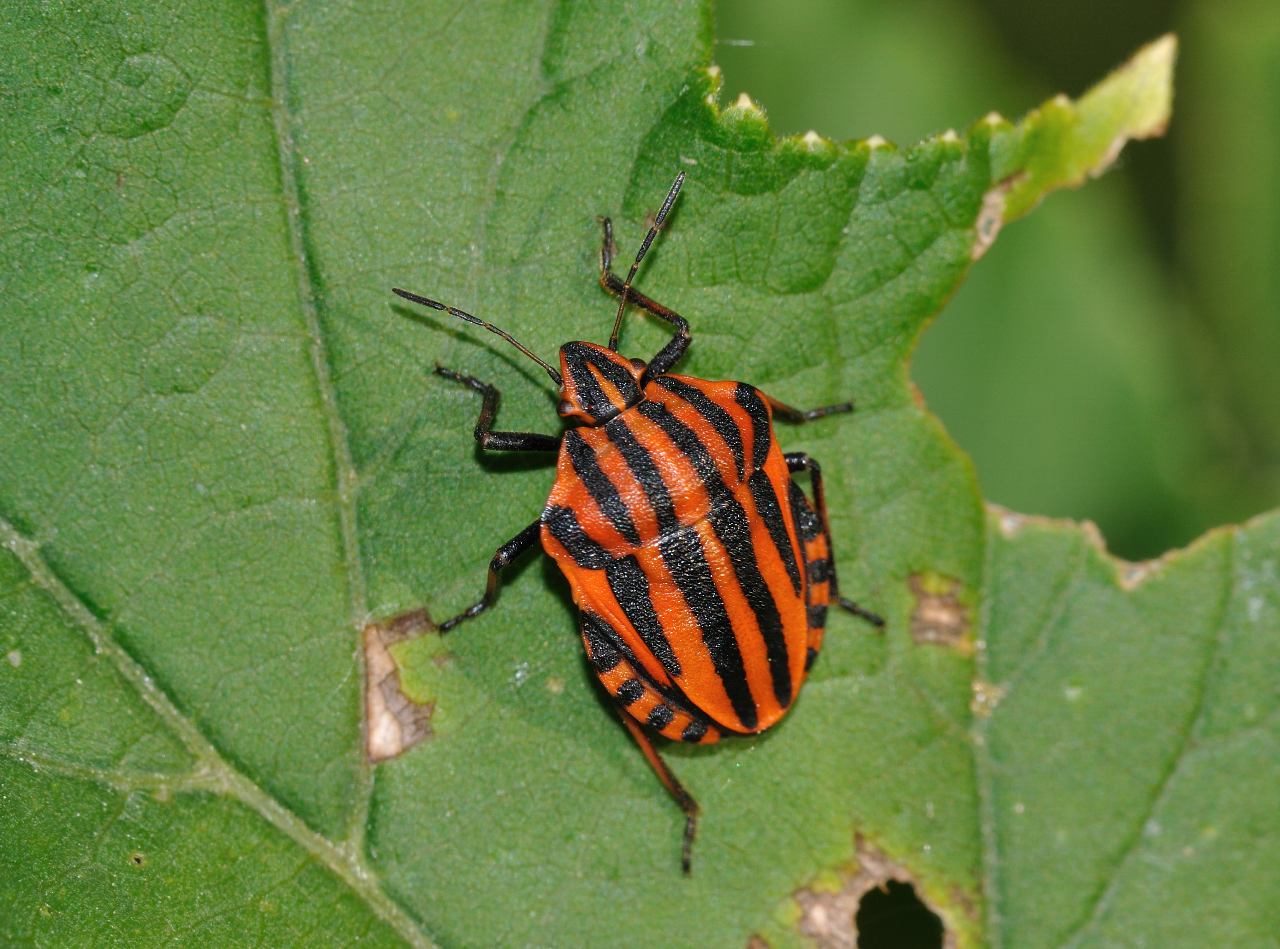 Graphosoma lineatum ssp. italicum